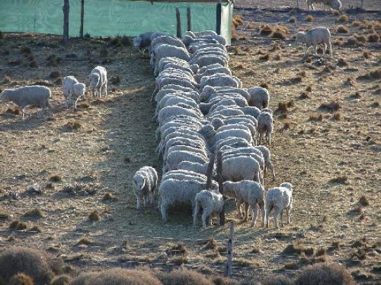 Para mejorar la produccin de ovejas unen su esfuerzo la cartera de Produccin, el INTA y Ley Ovina. 