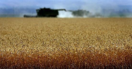 Los ruralistas aseguran que este ao hay dos millones menos de hectreas sembradas de trigo. 