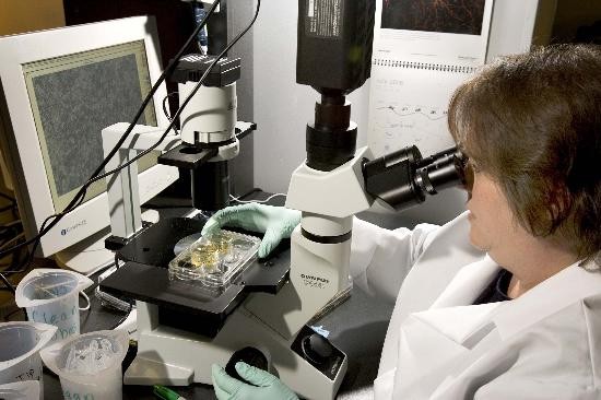 Usarn pequeas partculas de oro para tratar tumores mediante nanotecnologa. 