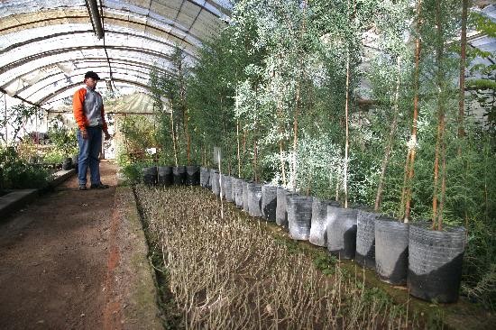 En los viveros ya hay 3.500 plantines de diversas especies florales para ser colocadas en plazas, bulevares y parques. 