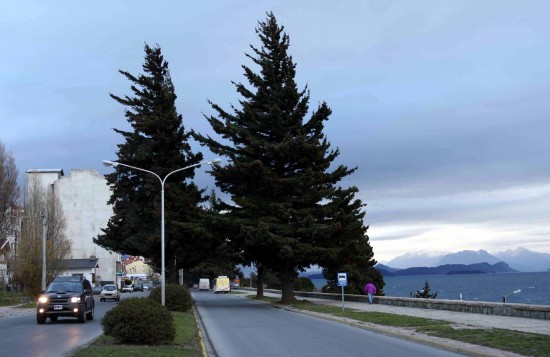 Los pinos de la tradicional zona de Bariloche fueron plantados hace ms de 50 aos. 
