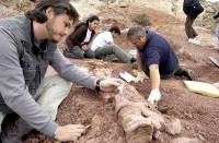 El animal muri en un ro cretcico. Hallaron bivalvos all. Los paleontlogos explicaron que la cola del animal -cuya datacin es de 90 millones de aos- pudo haber sido una muy gil herramienta de defensa. 
