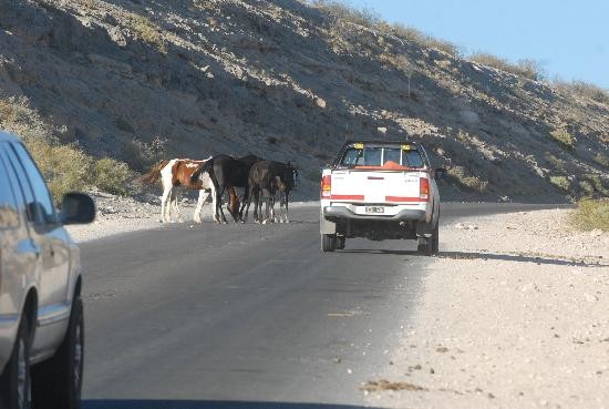 Los animales cruzan de un lado a otro de la ruta. Preocupa la cantidad de accidentes. 