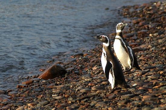 Una importante colonia de pinginos se asienta en la zona. Las tierras han adquirido un gran valor y el riesgo es el de un crecimiento anrquico. 