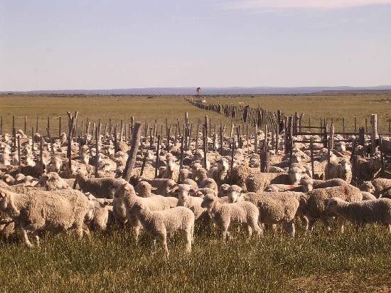 Dos mil quinientas ovejas sern las primeras que recibirn la vacuna australiana. 