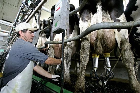 Los precios de la leche no les alcanzan a los productores para obtener rentabilidad. 