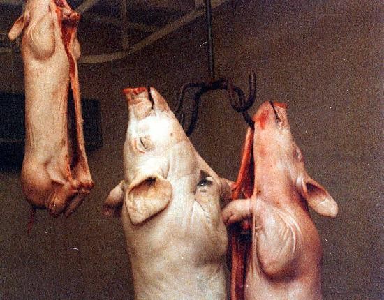 El matadero de cerdos qued en manos de productores en Plottier. 