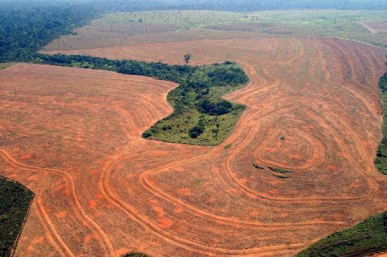 La deforestacin es la gran preocupacin que tienen los protectores del medio ambiente tras la nueva normativa del gobierno brasileo. 