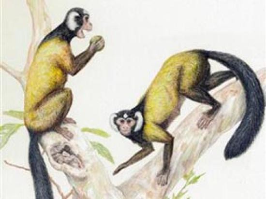 Parecidos a los lemures, as seran los primates cuyos huesos fueron hallados. 