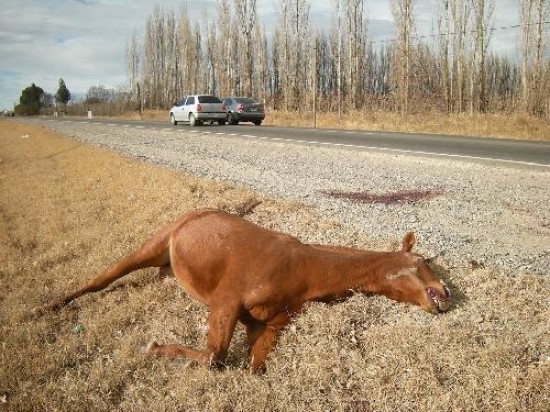 Hasta la tarde de ayer la polica no haba podido ubicar al dueo del animal que caus el accidente. 