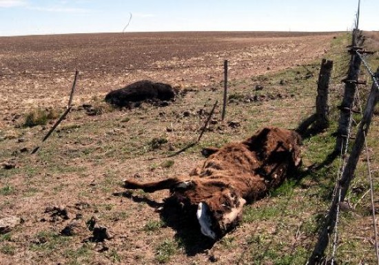 La falta de lluvias castiga desde hace varios aos la zona productiva rionegrina. 