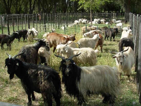 En la zona hay 150 peines distribuidos entre los pequeos productores. 