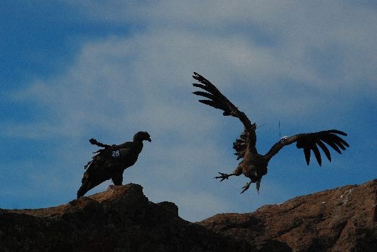 Fue una ceremonia emotiva e inolvidable. Chicos y grandes disfrutaron cada momento. Abrieron las alas y rpidamente se ganaron el cielo. La suelta de las aves atrajo todas las miradas, en medio de asombro, emocin y orgullo por el nuevo logro. 