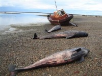 Los cetceos aparecieron en una baha dentro del golfo San Jorge, algunos kilmetros al norte de Comodoro Rivadavia. 