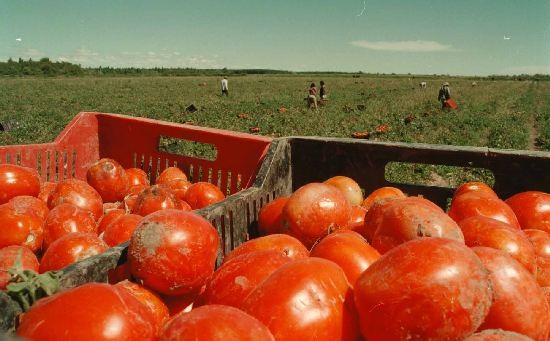 El sector tomatero tampoco sabe cunta produccin demandarn las fbricas. 