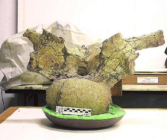 El dinosaurio fue bautizado Barrosasaurus Casaiquelai en memoria del arquelogo rionegrino. 