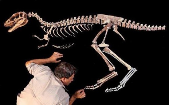Notablemente ms pequeo que su sucesor, el nuevo tiranosaurio tiene sin embargo el mismo esqueleto. 