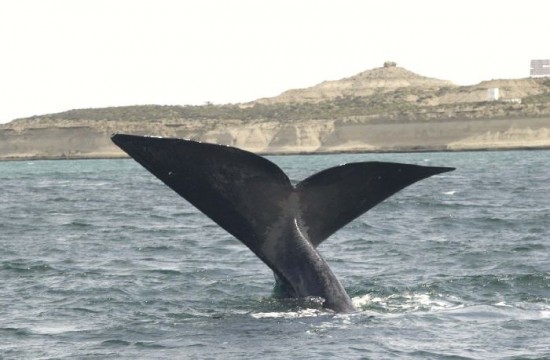 Las ballenas son uno de los principales recursos econmicos de Chubut. 