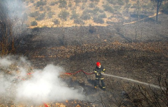 Los pinos afectados miden entre 10 y 15 metros. Es posible que algunos se recuperen. La superficie afectada alcanz 250 metros cuadrados. Buena reaccin de los bomberos. 