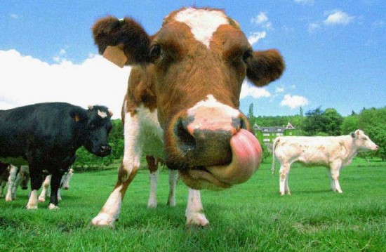 Los cientficos demostraron que las vacas que tienen nombre y son tratadas amablemente resultan ms productivas. 