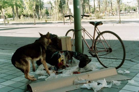 Los perros vagabundos son un problema. Ahora los vecinos dicen que los matan. 