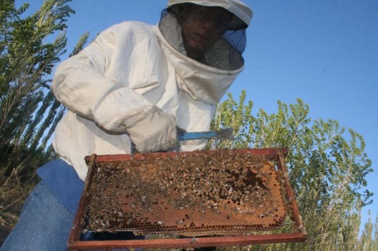 Las abejas no se alimentan adecuadamente y no resistieron el rigor del invierno. Para colmo, un ácaro hizo de las suyas. 