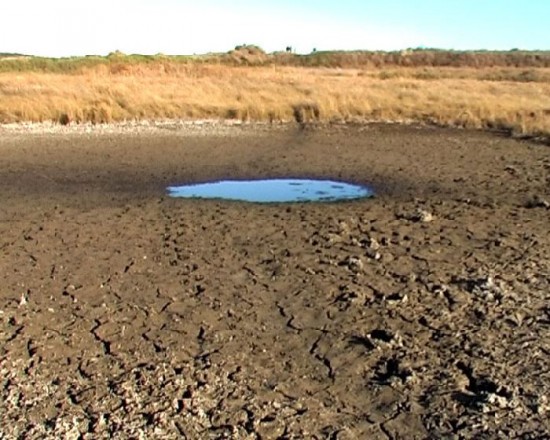 Un flagelo que se extiende y preocupa en los campos de la regin. 