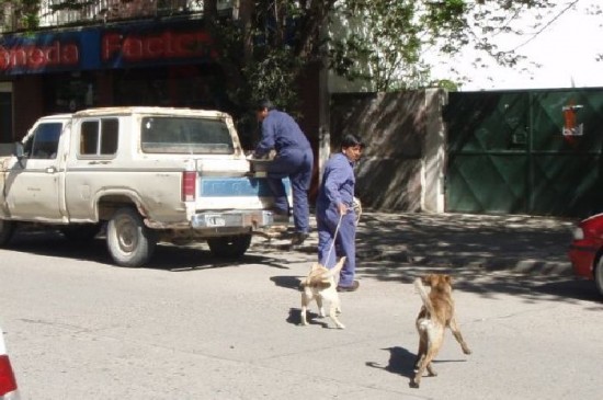 La reaparicin de la perrera en el centro cosech ms crticas que adhesiones. 