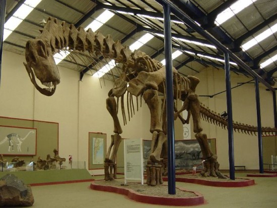 Al Argentinosaurus huinculensis tuvieron que ponerlo en el jardn porque no entraba en el museo. 