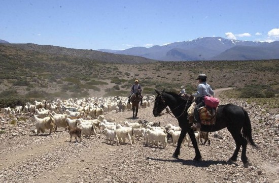 Adems de la faena, la iniciativa prev avanzar con tcnicas de manejo. El producto es distintivo del norte neuquino. 