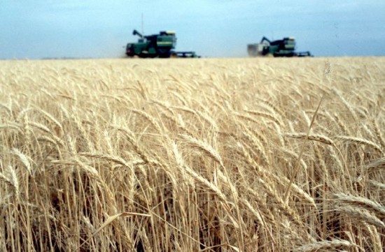 El precio y la comercializacin del trigo, nuevo eje de discusin. 