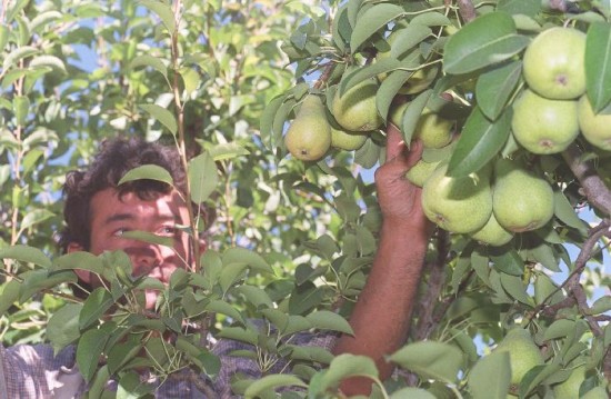 La cosecha viene lenta. Esperan que la fruta alcance tamao. 