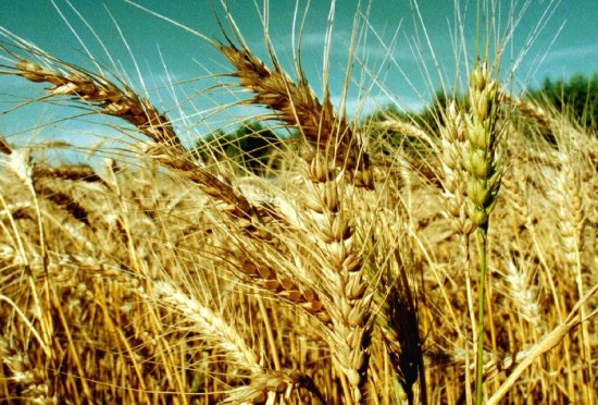 La siembra de trigo para la prxima temporada podra reducirse a la mitad. 