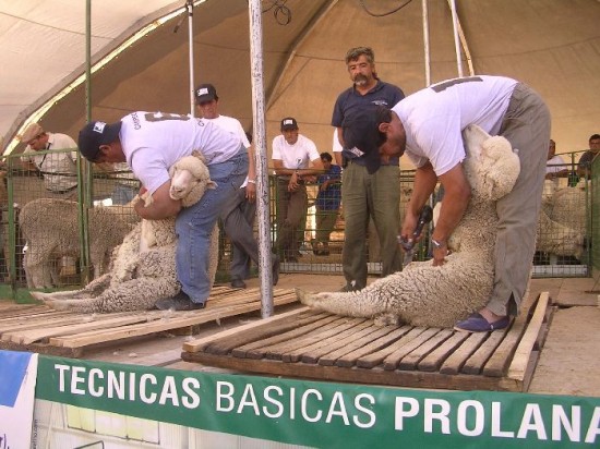 Lo que se busca es difundir el trabajo que realizan los esquiladores. 