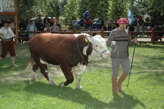 La apertura de comercializacin para el ganado en pie surge de haber logrado la categora de zona libre de aftosa, resaltaron. 