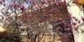 Las magnolias soulangeana y purprea