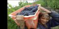 Crisis en la viticultura chilena