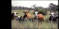 Hay 300.000 cabezas menos de ganado en La Pampa