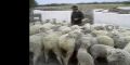 Crditos a productores ovinos