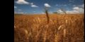 Instrumentarn medidas para incentivaR produccin de trigo 