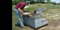 Las abejas al servicio de los cultivos de lujo? 