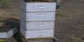 Sequa y crisis de la apicultura 