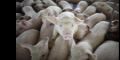 Subsidios para productores porcinos 