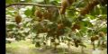 Cultivo y comercializacin de kiwi 