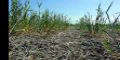 La cosecha de trigo en Patagones se perdi por completo 
