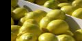 Cierran frontera para limones 