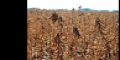 Argentina: estiman campaa rcord en siembra de soja 