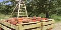 La cosecha de carozo cae un 5% en Europa 