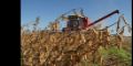 La cosecha de granos en Brasil alcanzara un rcord 