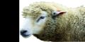 Patagones busca alternativas en la ganadera ovina 
